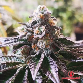 3 GRAINES FEM - COOKIES PURPLE PUNCH