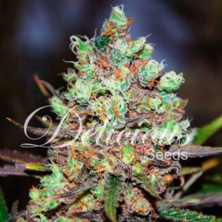 10 GRAINES FEM - COTTON CANDY KUSH (SATIVA LINE)