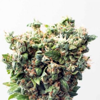 Graines de Critical + Autofloraison