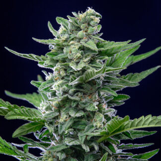 ROYAL CRITICAL AUTO