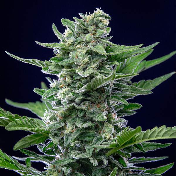 ROYAL CRITICAL AUTO
