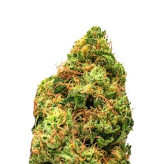 Critical Jack