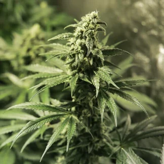 CRITICAL KUSH