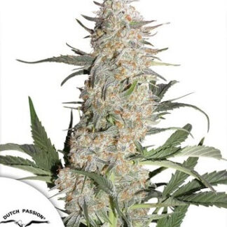 CRITICAL ORANGE PUNCH