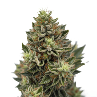 Critical XL