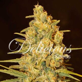 critical_sensi_star