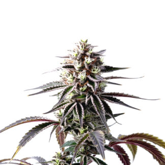 Death Star
