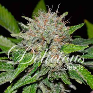 5 GRAINES FEM - DEEP MANDARINE (CBD FAMILY)