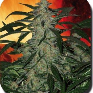 DEIMOS AUTO