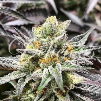 10 GRAINES FEM - DELICIOUS COOKIES (SATIVA LINE)