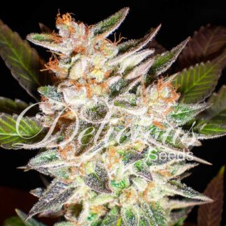 10 GRAINES - DELICIOUS CANDY AUTO