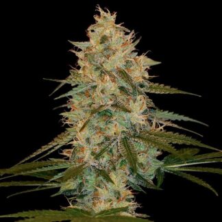10 GRAINES FEM - CHOCOLOPE KUSH