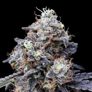 10 GRAINES FEM - MACMELON AUTO