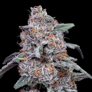 10 GRAINES FEM - PURPLE PEOPLE EATER AUTO