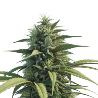 Durban Poison