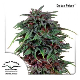 DURBAN POISON