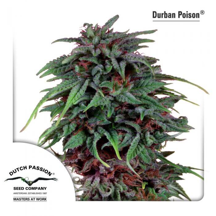 DURBAN POISON
