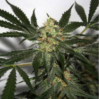 EARLY QUEEN X AFGHAN HAZE