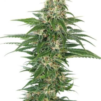 EARLY SKUNK AUTO