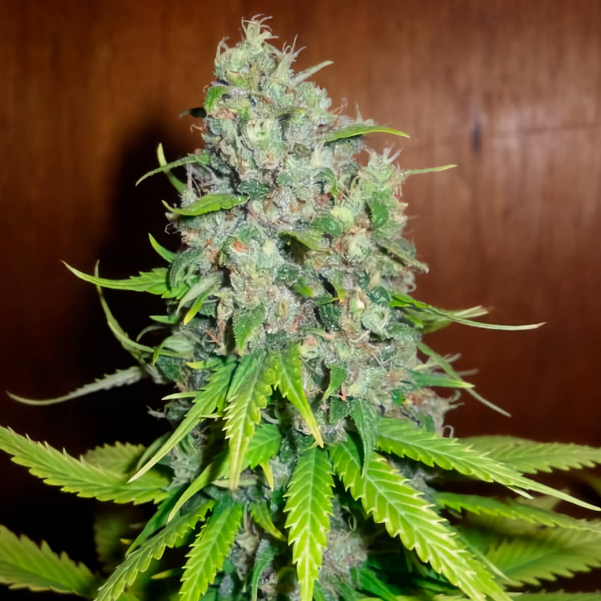 EARLY SKUNK HAZE