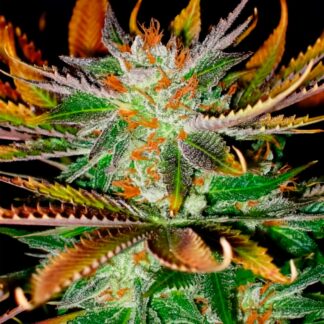 EARLY SKUNK