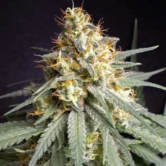 10 GRAINES REG - SHINING SILVER HAZE