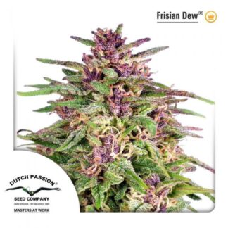 FRISIAN DEW