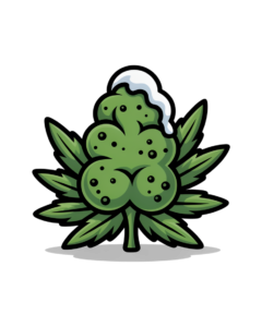 climat froid cannabis