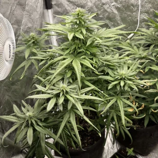 10 GRAINES FEM - GELATO 242