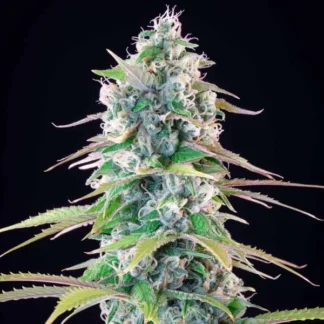 GELATO ROYAL