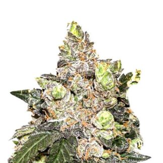 Girl Scout Cookies
