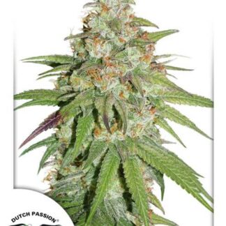 GLUEBERRY OG