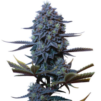 Godfather OG Auto