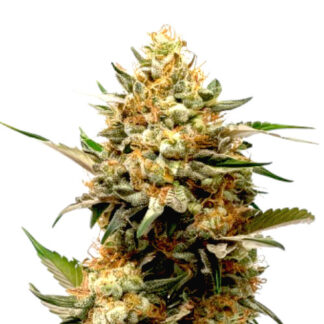 Golden CBD Auto
