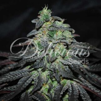 10 GRAINES FEM - GOLOSA (INDICA LINE)