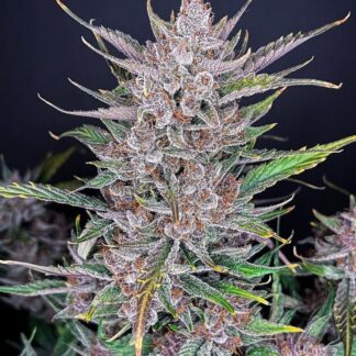 gorilla-punch-auto