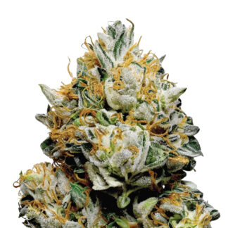 Gorilla Zkittlez