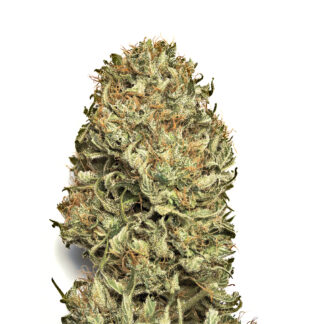 Blue Dream en Gros