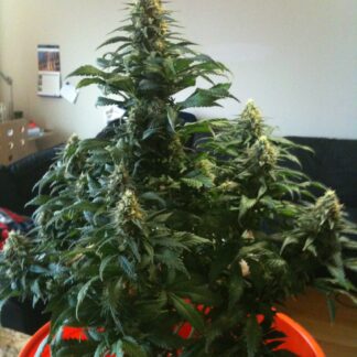 Graines de Afghan Kush en gros