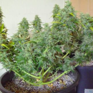 Graines de AK47 auto en gros