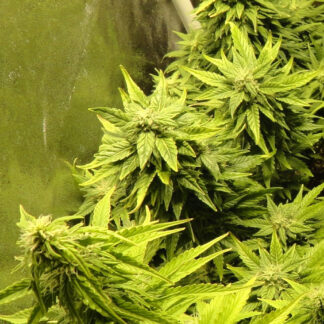 Graines de Amnesia auto en gros