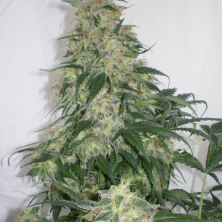 Graines de Amnesia en gros