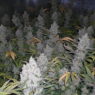 Graines de Amnesia Haze en Gros
