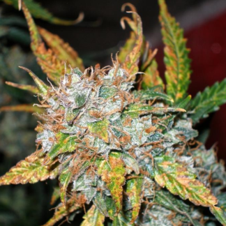 Graines de Auto Blueberry en gros
