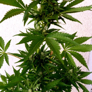 Graines de Black Domina Autofloraison