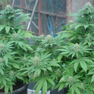 Graines de Blue Cheese Autofloraison en Gros