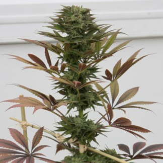 Graines de Blueberry en gros