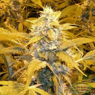 Graines de Bubblegum