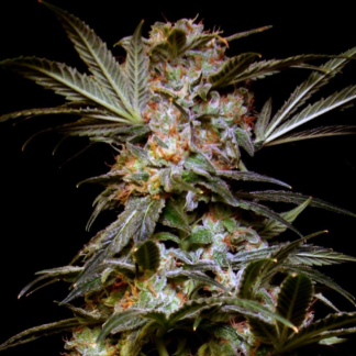 Graines de Black Domina