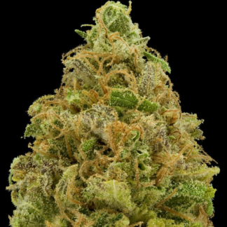 Graines de Critical en gros